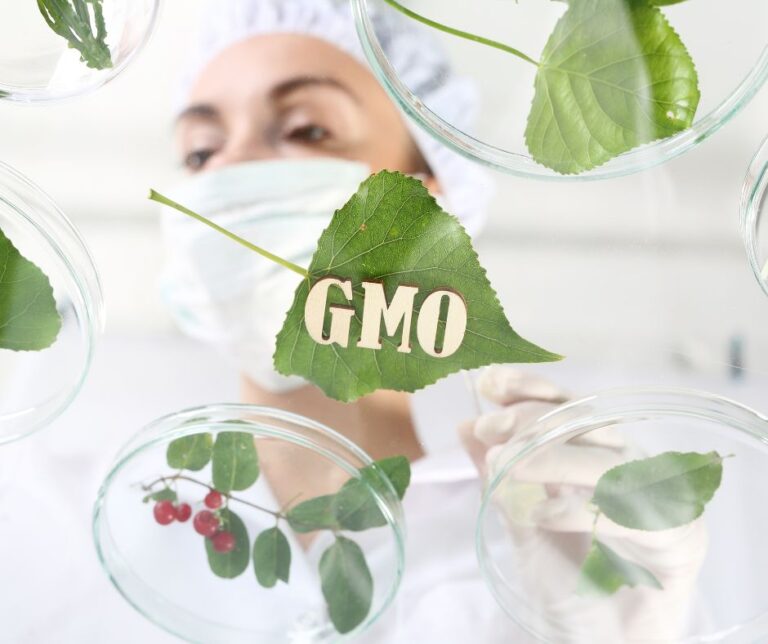 List of Diseases Caused by GMO Foods